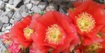 Opuntia woodsii, Derrill Pope