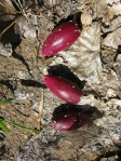 Opuntia woodsii, fruit