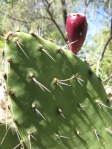 Opuntia woodsii, cladode with fruit