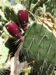 Opuntia woodsii, cladode with fruit