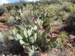 Opuntia woodsii, Gunlock State Park, UT, Nancy Hussey