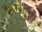 Opuntia woodsii, Gunlock State Park, UT, Nancy Hussey