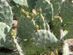 Opuntia woodsii, Gunlock State Park, UT, Nancy Hussey