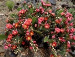 Opuntia woodsii, southwestern UT, Hayes Jackson