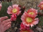 Opuntia woodsii, southwestern UT, Hayes Jackson