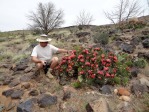 Opuntia woodsii, southwestern UT, Hayes Jackson