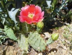 Opuntia woodsii, John Weiser