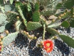 Opuntia woodsii, John Weiser