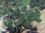 Opuntia woodsii, near Supai, AZ