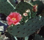 Opuntia woodsii, near Supai, AZ