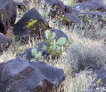 Opuntia woodsii, Toquerville, UT, Nancy Hussey