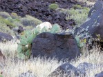 Opuntia woodsii, Toquerville, UT, Nancy Hussey