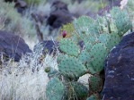 Opuntia woodsii, Toquerville, UT, Nancy Hussey