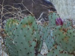 Opuntia woodsii, Toquerville, UT, Nancy Hussey