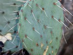 Opuntia woodsii, Toquerville, UT, Nancy Hussey