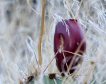 Opuntia woodsii, fruit, Toquerville, UT, Nancy Hussey