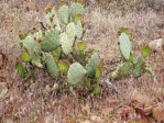 Opuntia woodsii, Rockville, UT