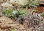 Opuntia woodsii, Rockville, UT