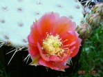 Opuntia woodsii, garden plant