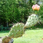 Opuntia woodsii, garden plant