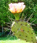 Opuntia woodsii, garden plant