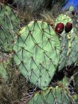 Opuntai wootonii, fruit, spiny form