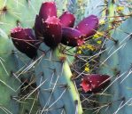 Opuntia wootonii, winter, Belen, NM