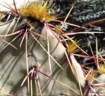 Opuntia wootonii, spiny form