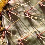 Opuntia wootonii, spiny form