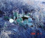 Opuntia wootonii, winter, Belen, NM