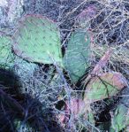 Opuntia wootonii, winter, Belen, NM