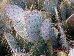 Opuntia wootonii, winter, Belen, NM