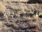 Opuntia wootonii with Corynopuntia clavata, winter, Belen, NM