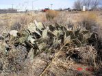 Opuntia wootonii, winter, Belen, NM