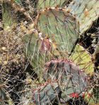 Opuntia wootonii, winter, Belen, NM