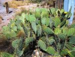 Opuntia wootonii, NOT-spiny form, summer, Belen, NM