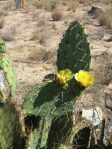 Opuntia wootonii, NOT-spiny form, summer, Belen, NM