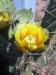 Opuntia wootonii, summer, Belen, NM