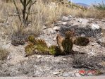 Opuntia wootonii, Carrizozo, NM