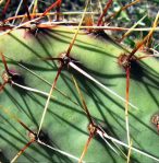 Opuntia wootonii, Rio spiny form, Grande Botanical Garden, Albuquerque, NM