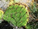 Opuntia wootonii, Rio Grande Botanical Garden, Albuquerque, NM