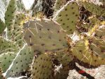 Opuntia wootonii, Rio spiny form, Grande Botanical Garden, Albuquerque, NM