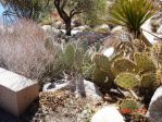 Opuntia wootonii, Rio Grande Botanical Garden, Albuquerque, NM