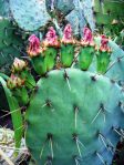 Opuntia wootonii, Rio Grande Botanical Garden, Albuquerque, NM