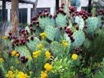 Opuntia wootonii, Rio Grande Botanical Garden, Albuquerque, NM