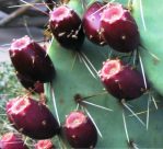 Opuntia wootonii, Rio Grande Botanical Garden, Albuquerque, NM