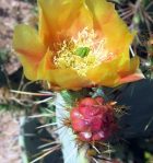 Opuntia wootonii, Rio Grande Botanical Garden, Albuquerque, NM