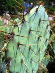 Opuntia wootonii, Rio Grande Botanical Garden, Albuquerque, NM