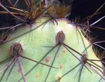 Opuntia wootonii, Rio Grande Botanical Garden, Albuquerque, NM