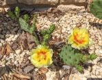 Opuntia xanthoglochia, garden plant, Ben Udall